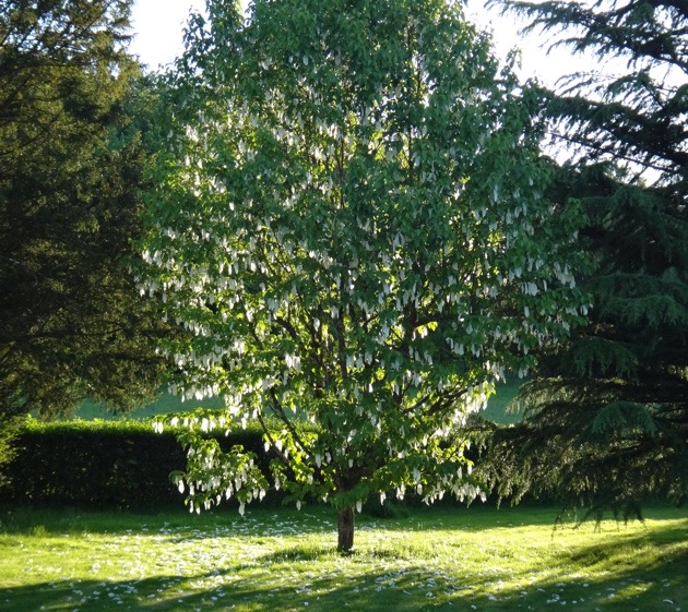 L'arbre à mouchoir du Domaine de La Garde en fleur
