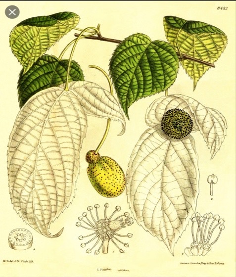 Illustration botanique de Davidia involucrata (Curtis's Botanical Magazine, planche 8432)