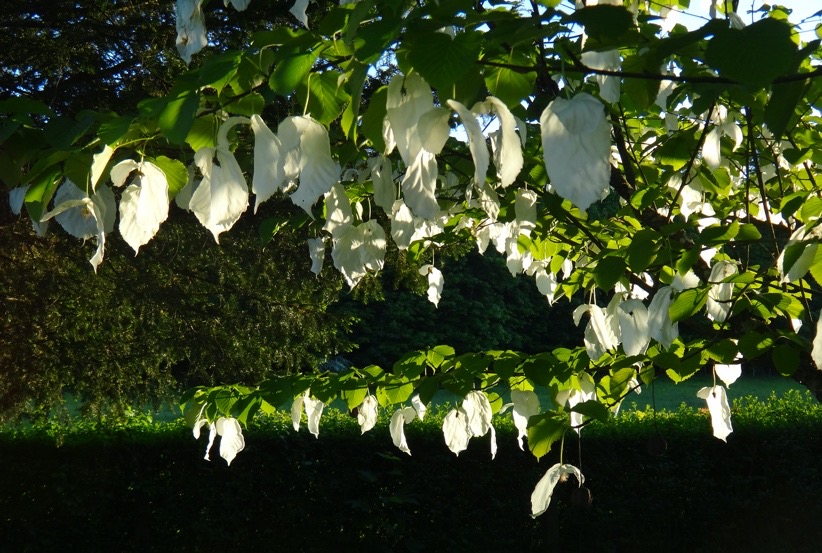 Détail des bractées blanches de l'arbre à mouchoir