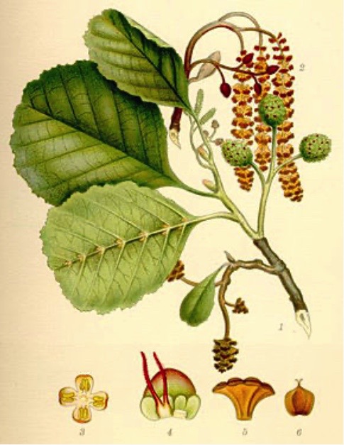 Illustration botanique de l'aulne glutineux