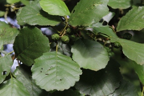 Feuilles et fruits de l'aulne