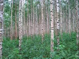 Forêt de bouleaux