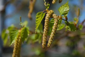 Chatons et feuilles du bouleau au printemps