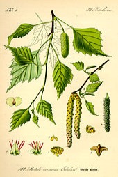 Illustration botanique du bouleau de l'Himalaya (Betula utilis)