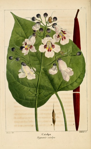Illustration botanique du catalpa