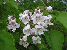 Gousses de catalpa
