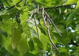 Catalpa en fleurs