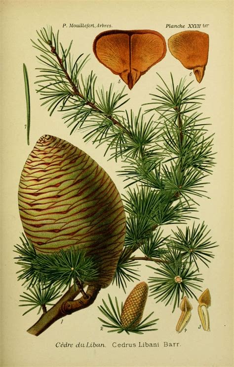 Illustration botanique du cèdre du Liban (Cedrus libani)