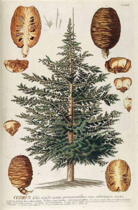 Illustration botanique du cèdre de l'Himalaya (Cedrus deodara)