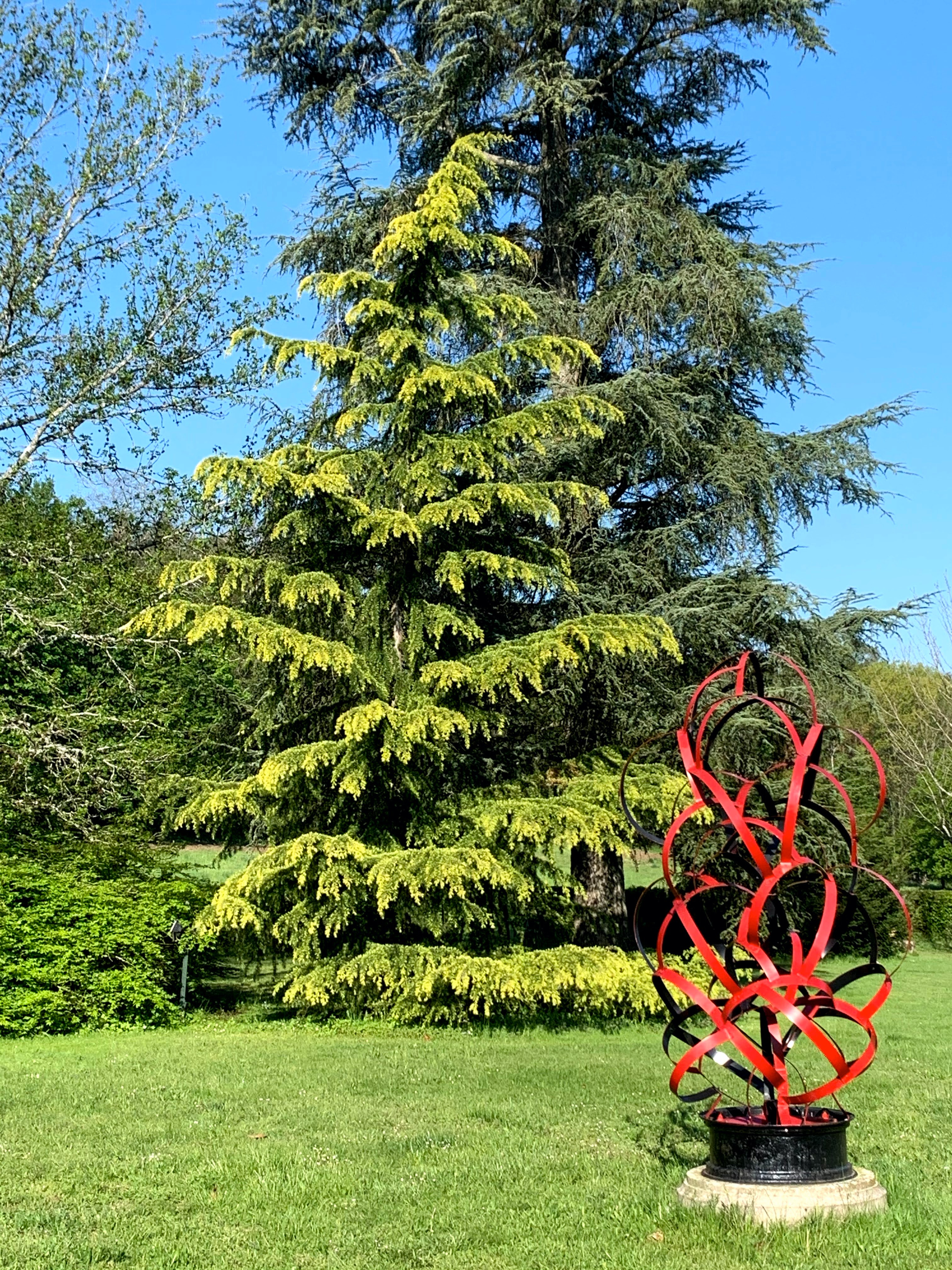 Cèdre de l'Himalaya doré dans le parc du domaine de La Garde, avec une sculpture rouge au premier plan