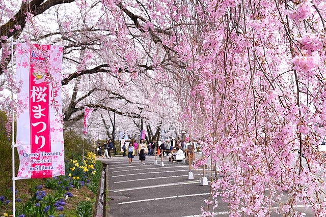 Festival Hanami des cerisiers en fleurs au Japon