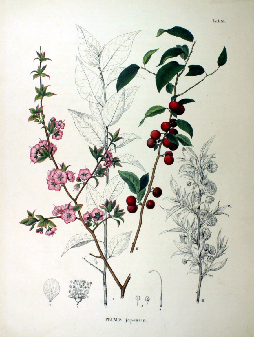 Illustration botanique du cerisier du Japon (Prunus japonica)