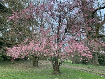 Cerisier du Japon en fleurs au Domaine de La Garde