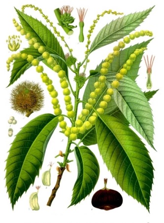 Illustration botanique du châtaignier (Castanea sativa)