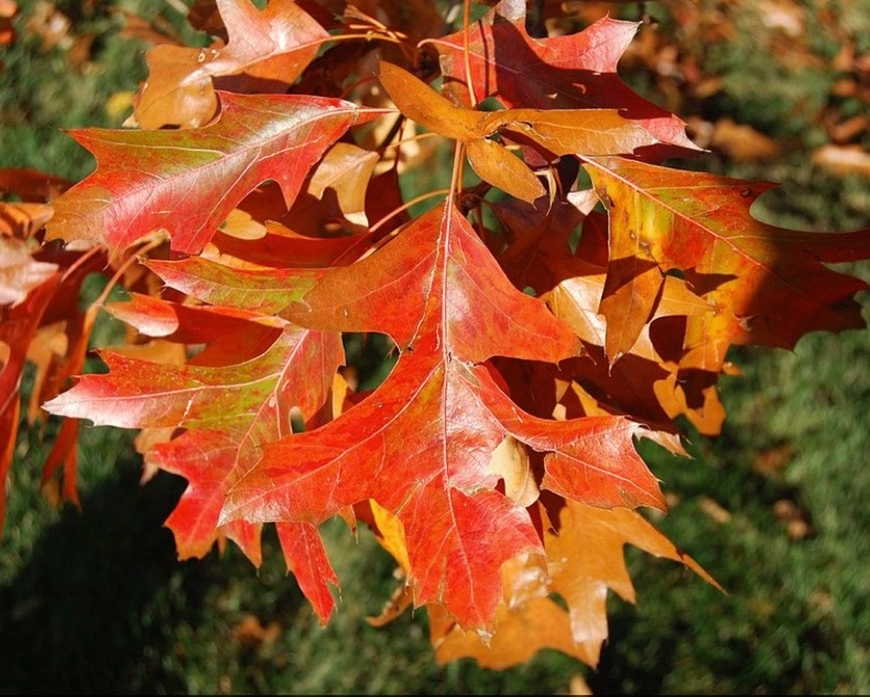 Feuilles d'automne du chêne de marais (Quercus palustris)
