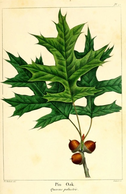 Illustration botanique du chêne de marais (Pin Oak, Quercus palustris)