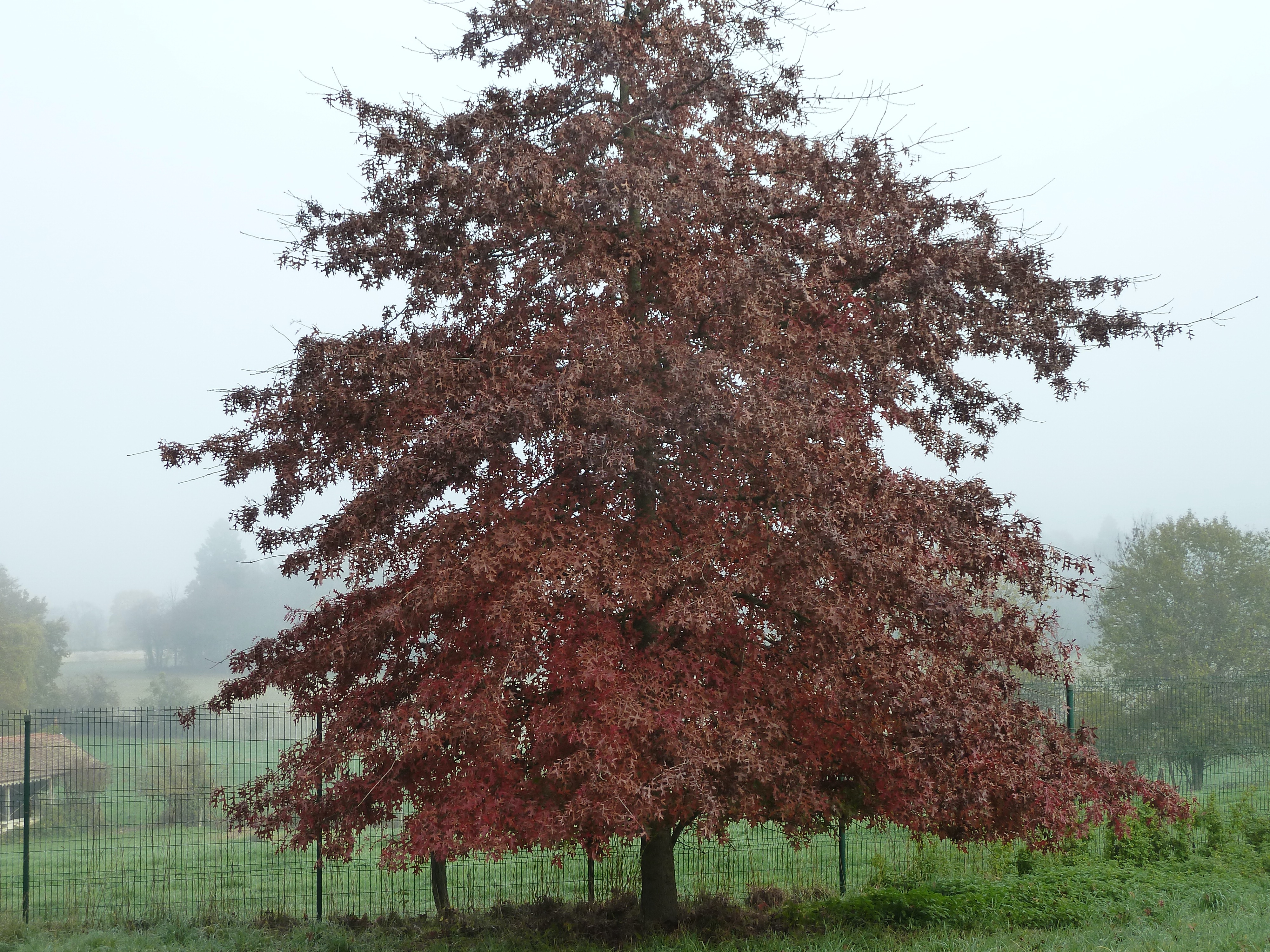 Chêne de marais en automne dans la brume