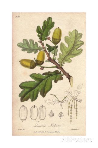 Illustration botanique du chêne pédonculé (Quercus robur)