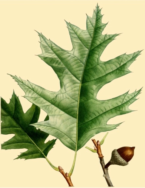 Illustration botanique du chêne rouge (Quercus rubra), feuille et gland