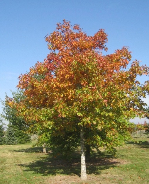 Chêne rouge d'Amérique en couleurs d'automne