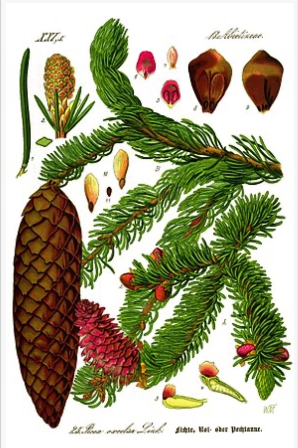 Illustration botanique de l'épicéa commun (Picea abies)