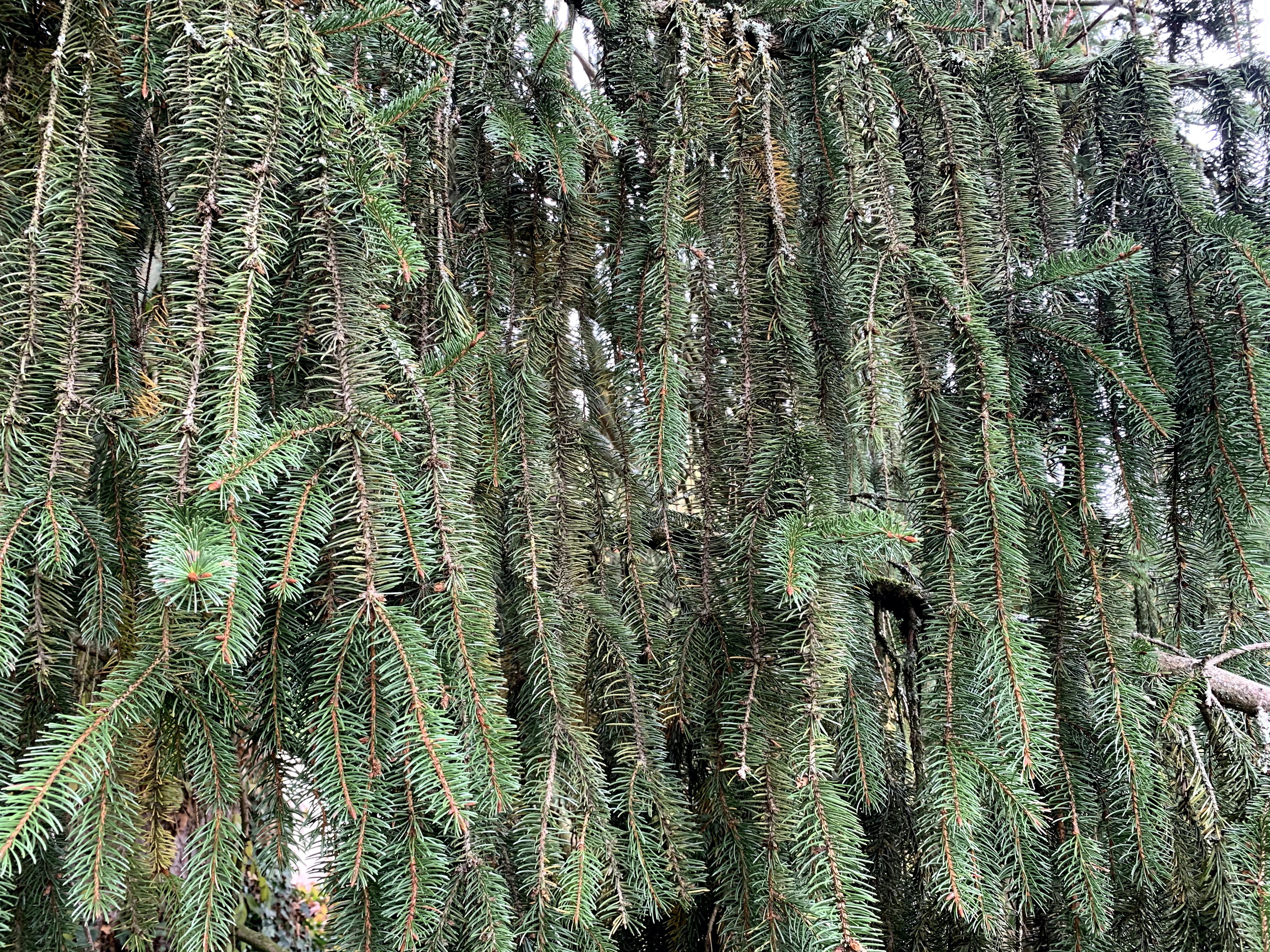 Branches retombantes de l'épicéa commun au Domaine
