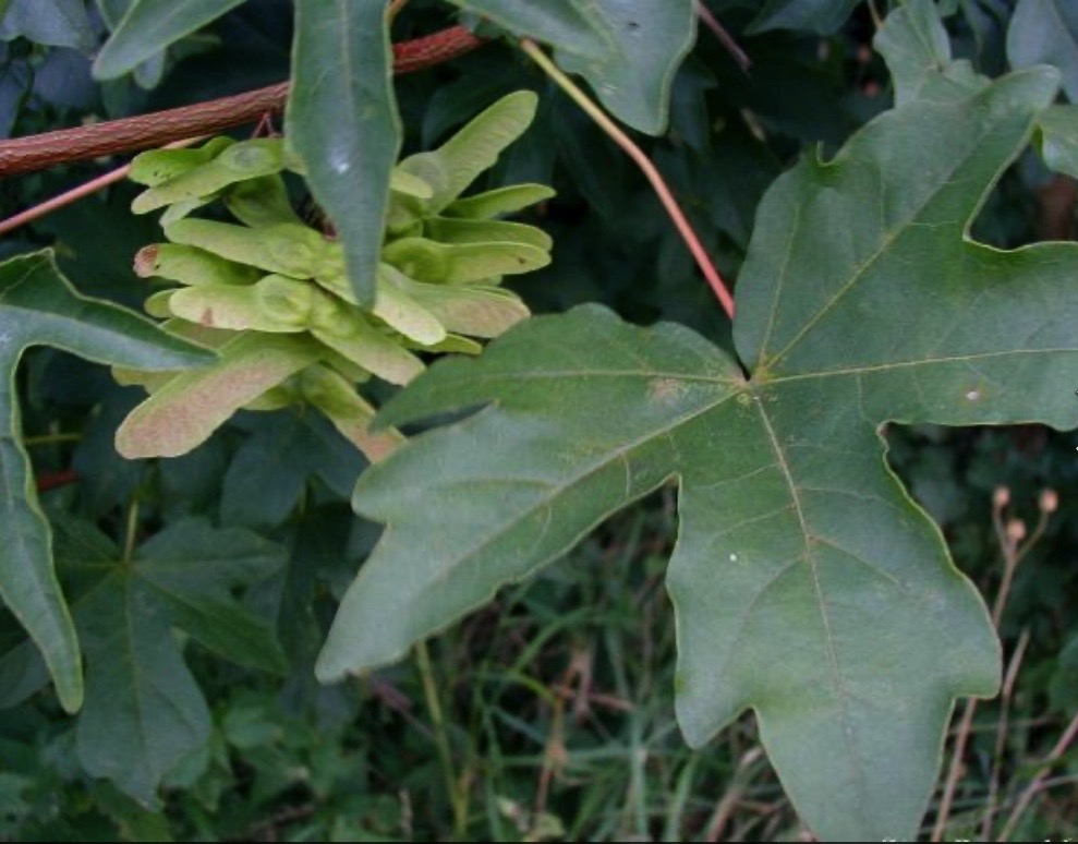 Feuilles et samares de l'érable champêtre