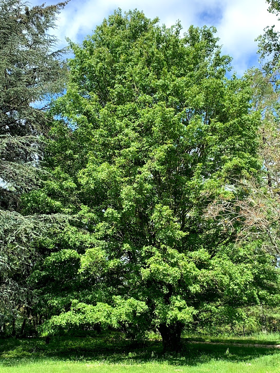 Érable champêtre (Acer campestre) au Domaine de La Garde