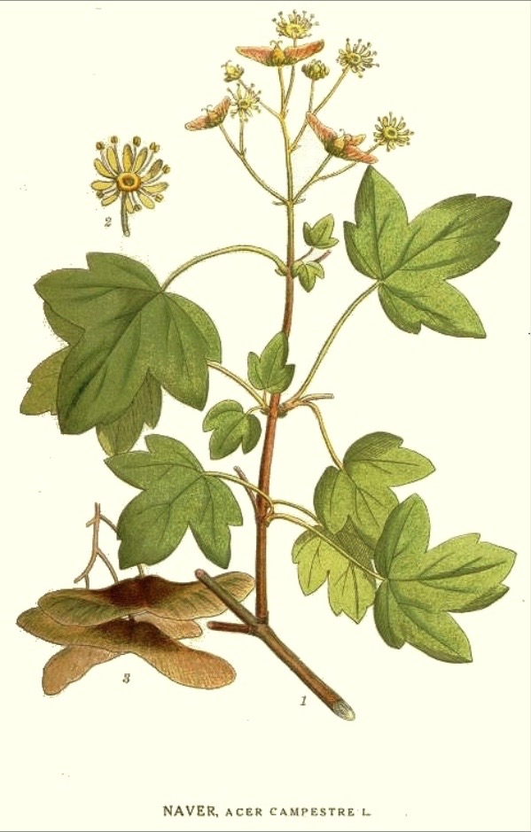Illustration botanique de l'érable champêtre (Acer campestre)
