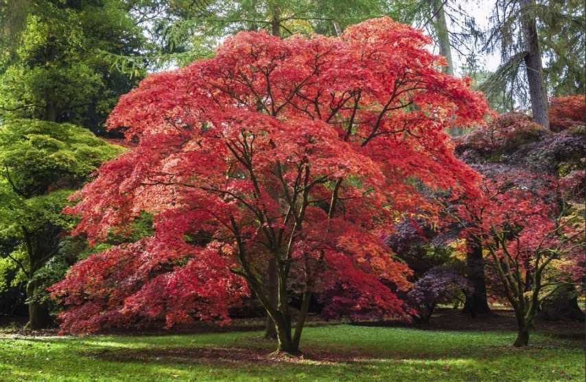 Érable du Père David aux feuilles rouge-doré en automne