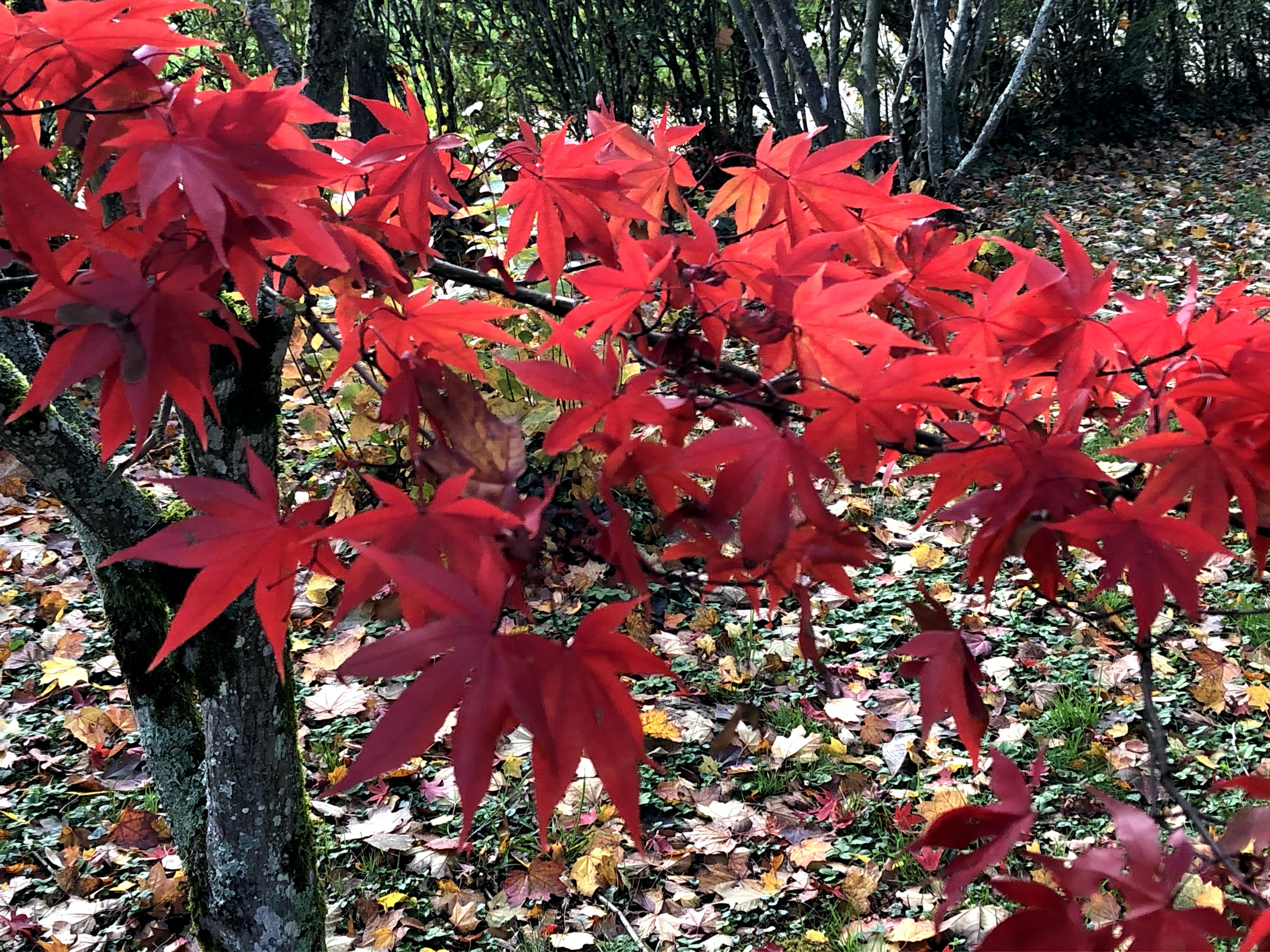 Érable palmé (Acer palmatum) Thunbergii au Domaine de La Garde