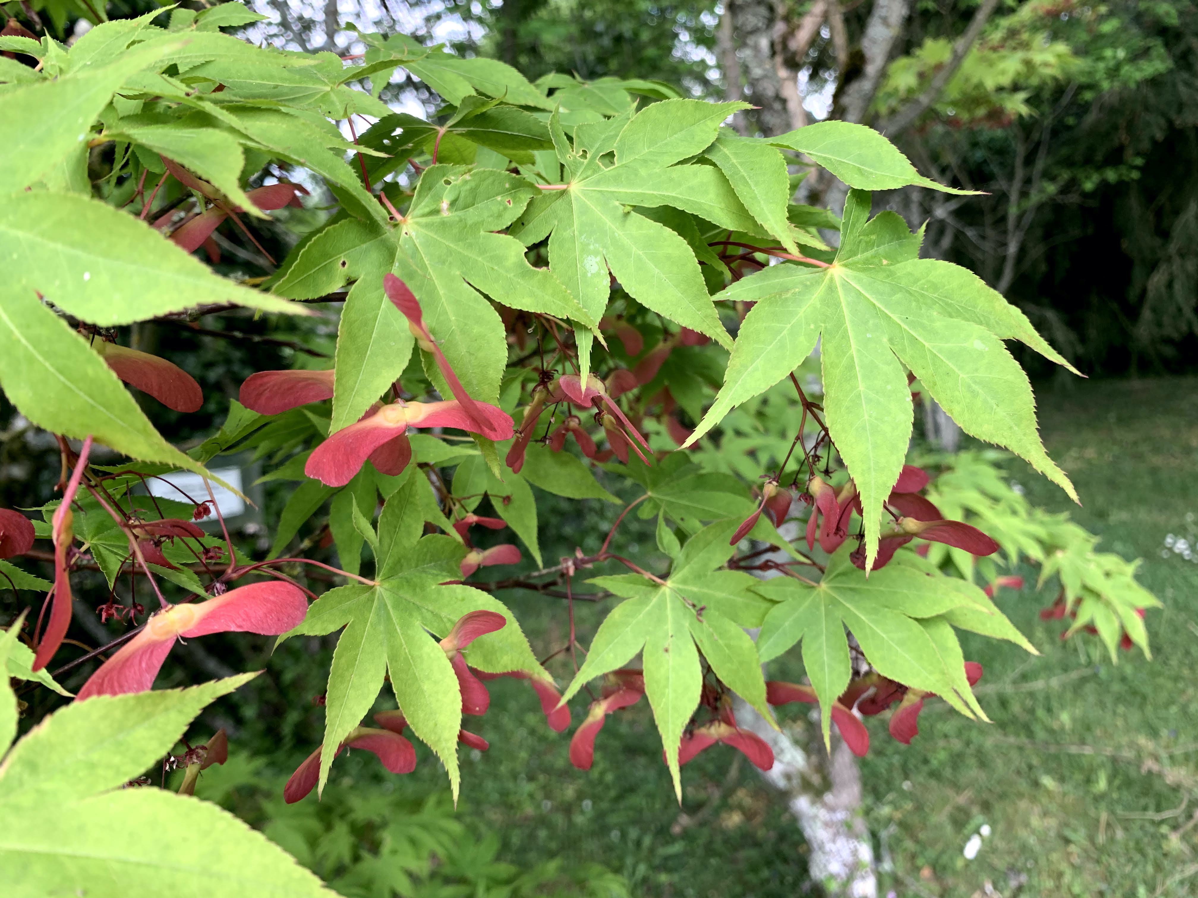 Érable palmé Chiba au Domaine de La Garde