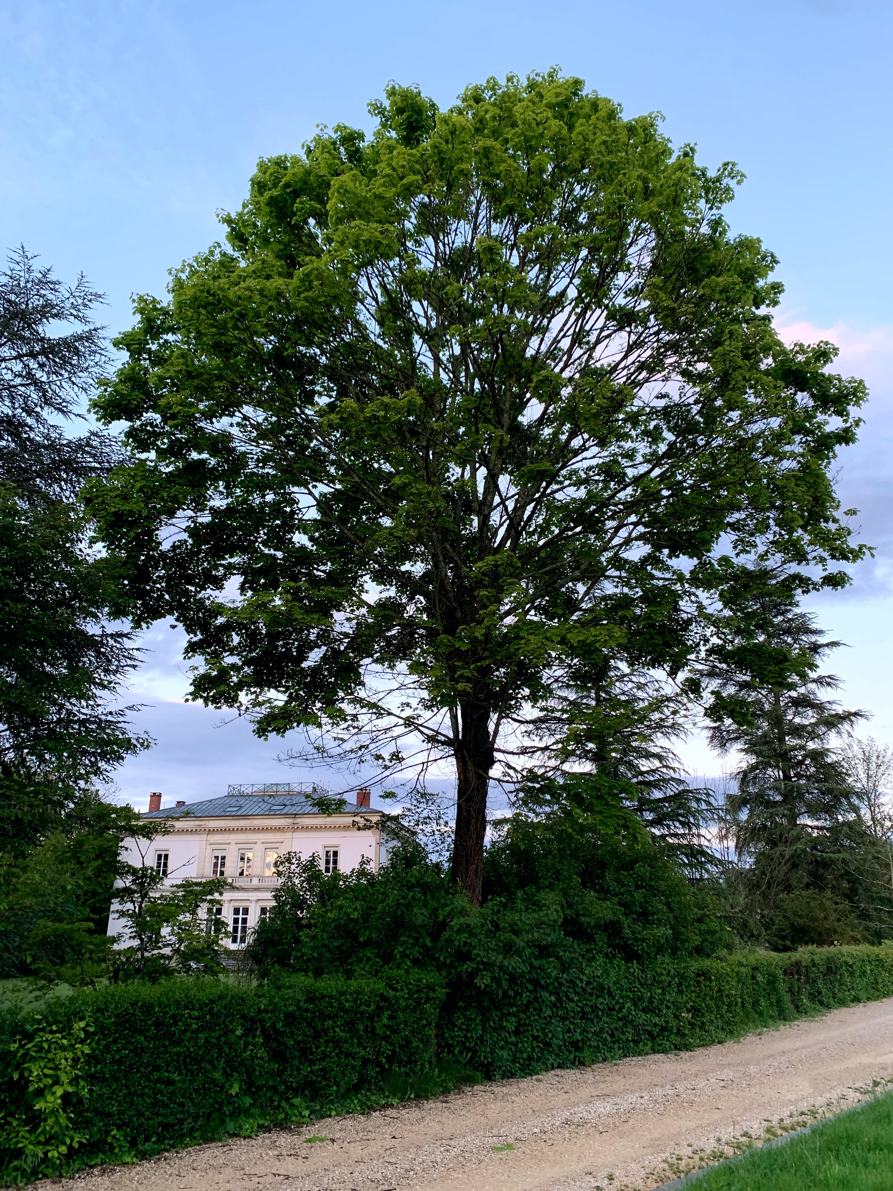 Érable plane (Acer platanoides) au Domaine de La Garde