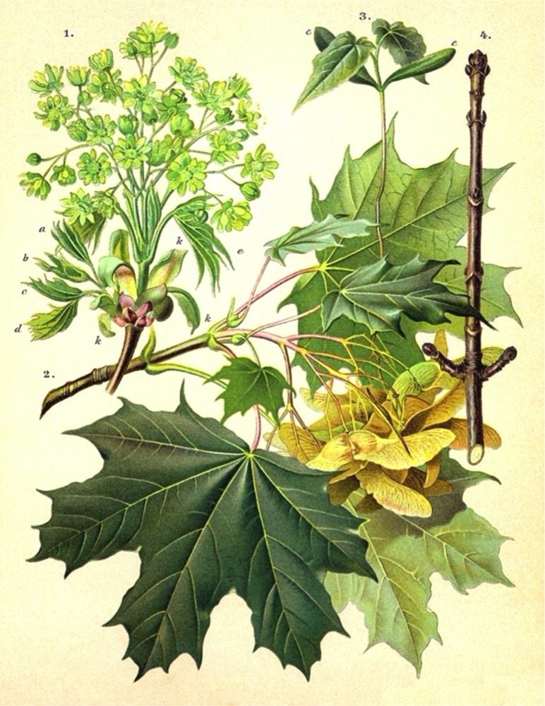 Illustration botanique de l'érable plane (Acer platanoides), fleurs, feuilles et samares