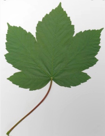 Feuille d'érable sycomore