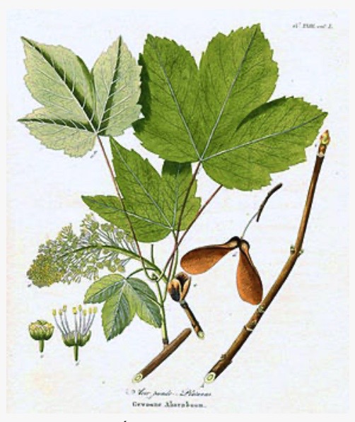 Illustration botanique de l'érable sycomore (Acer pseudoplatanus)
