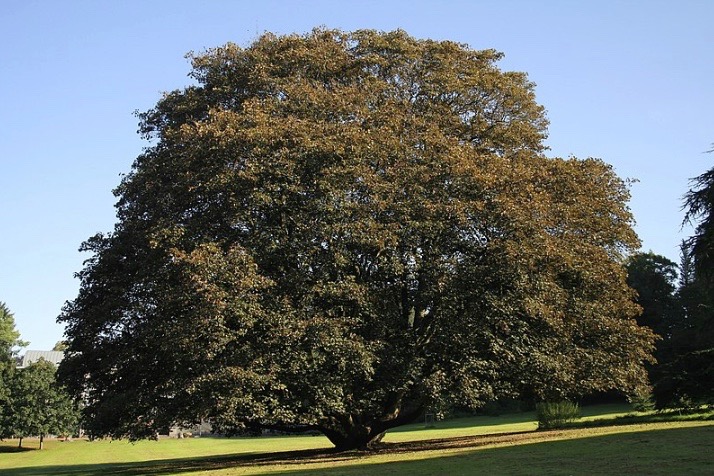 Érable sycomore centenaire dans un parc