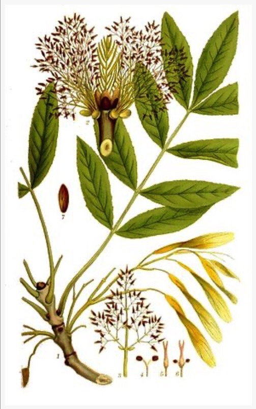 Illustration botanique du frêne commun (Fraxinus excelsior)