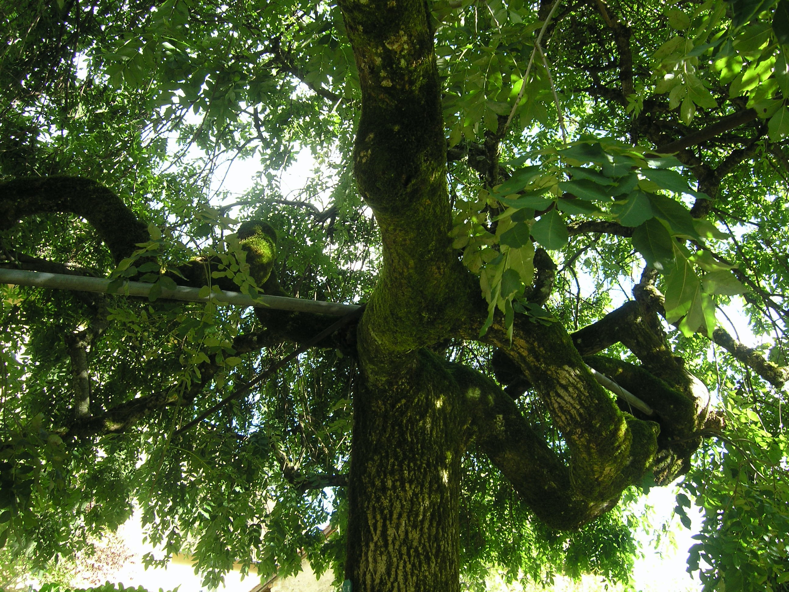 Frêne commun vu depuis le bas, branches et feuillage