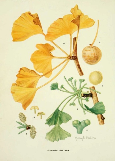Illustration botanique du Ginkgo biloba par Mary E. Eaton