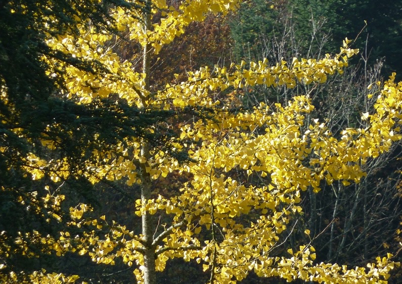 Ginkgo biloba en automne, feuillage jaune d'or