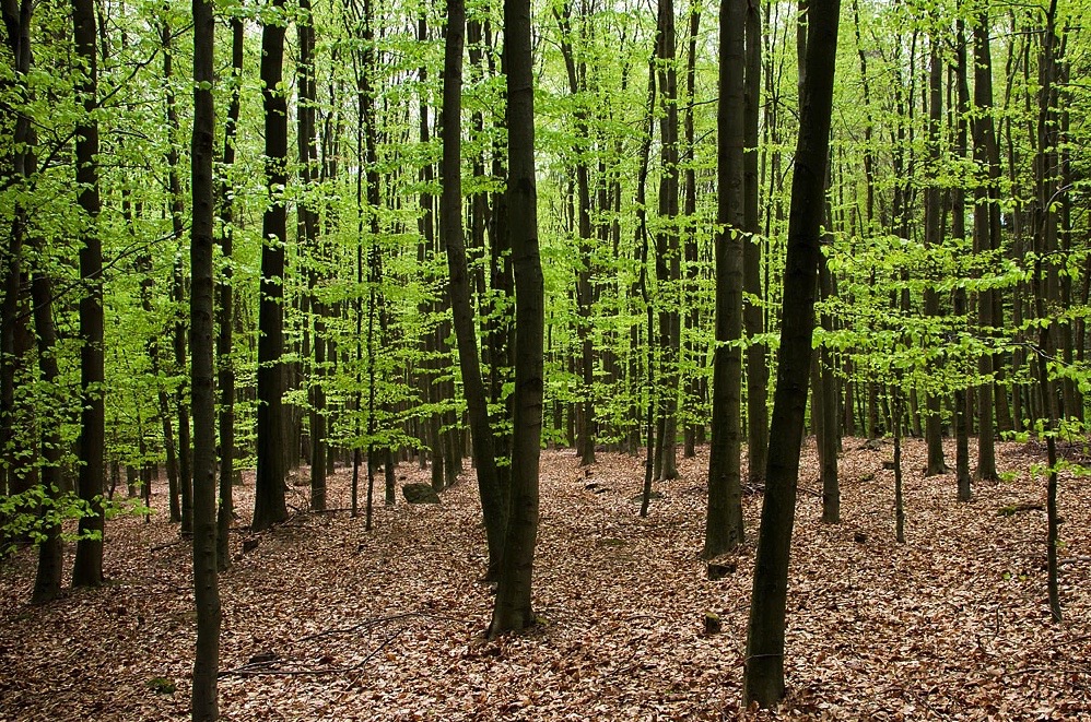Forêt de hêtres au printemps