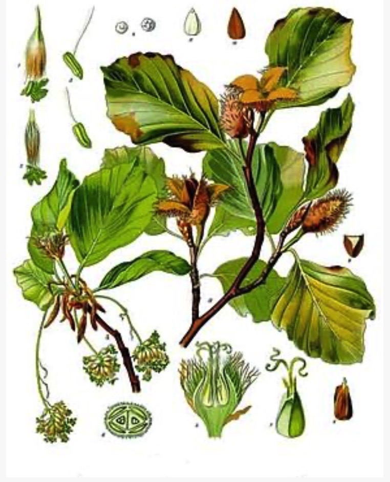 Illustration botanique du hêtre commun (Fagus sylvatica), feuilles et faînes