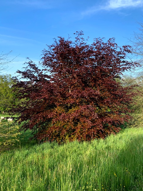 Hêtre pourpre (Fagus sylvatica Purpurea) au Domaine de La Garde
