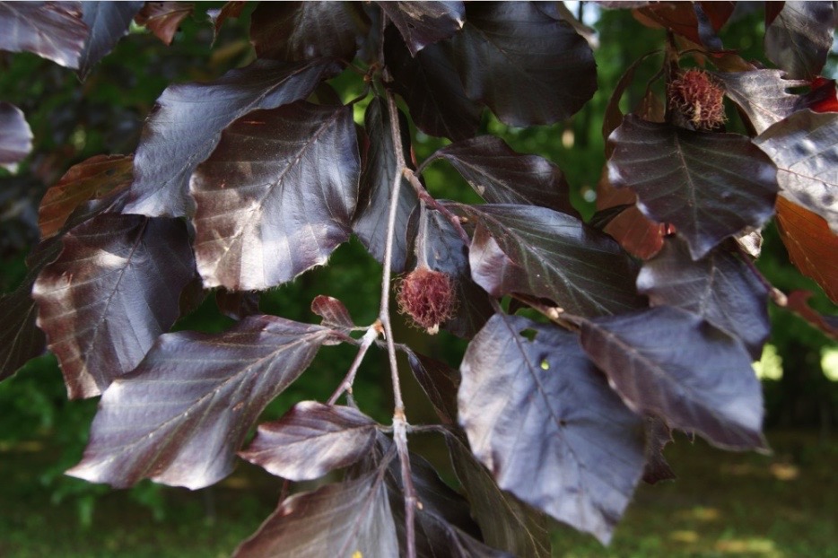 Feuilles pourpres et faînes du hêtre pourpre