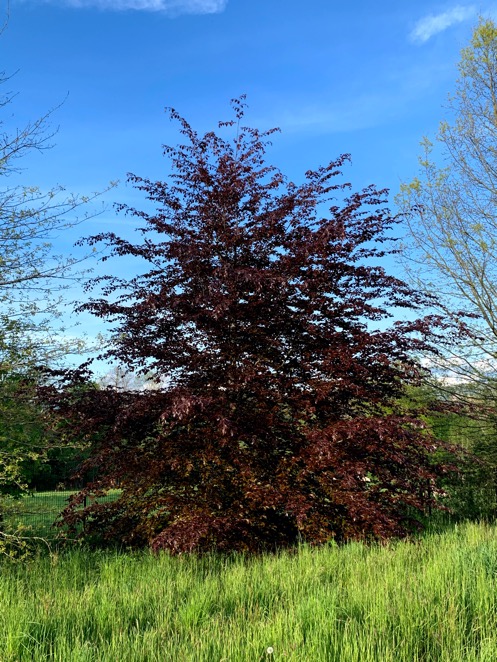 Hêtre pourpre au printemps, chemin d'accès au Domaine
