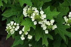 Hortensia à feuilles de chêne en fleurs