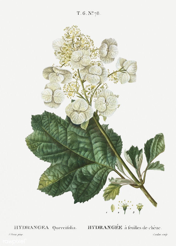 Illustration botanique de l'Hydrangea quercifolia