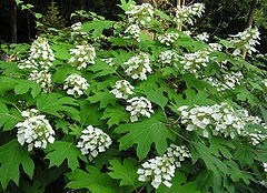 Hortensia à feuilles de chêne en sous-bois