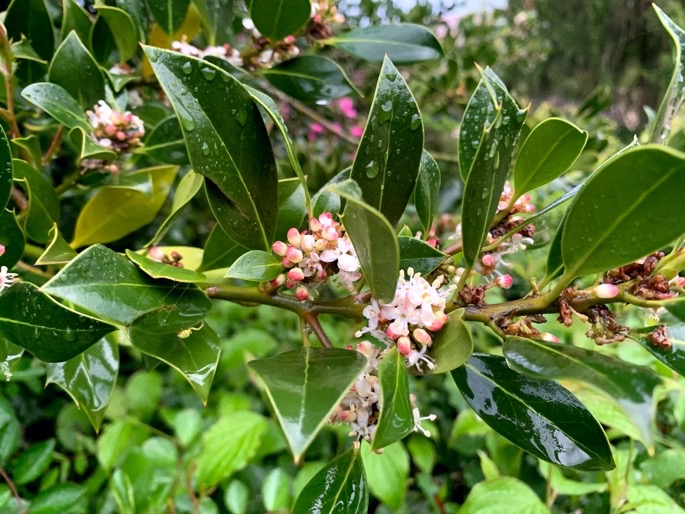 Fleurs du houx commun au Domaine de la Garde